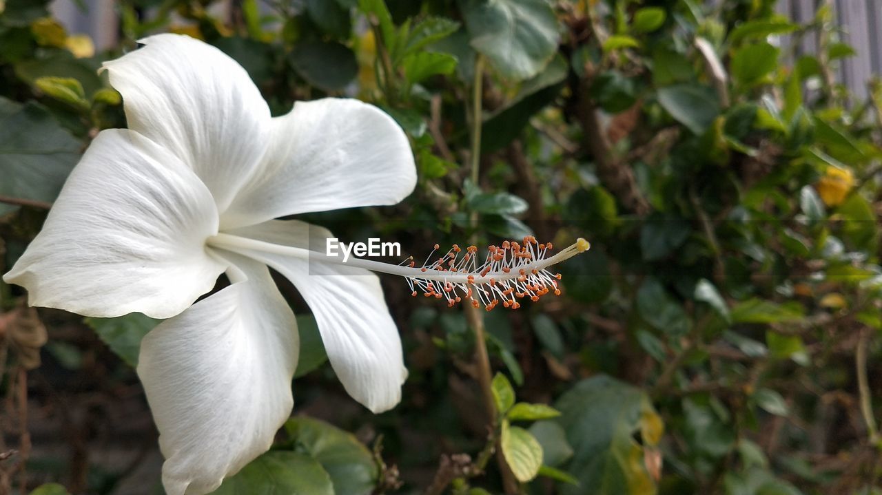 Close-up of white flowering plant