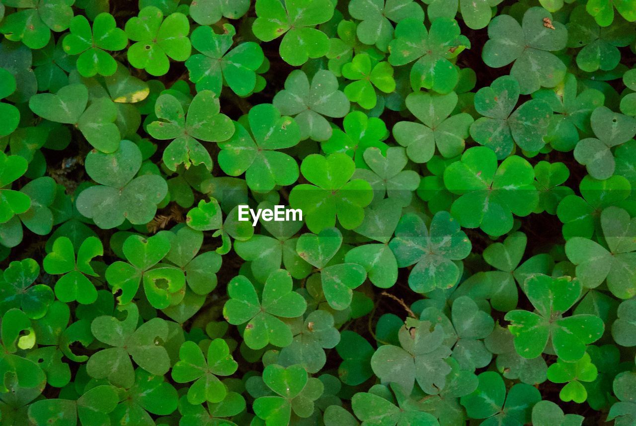 Full frame shot of plants growing on field