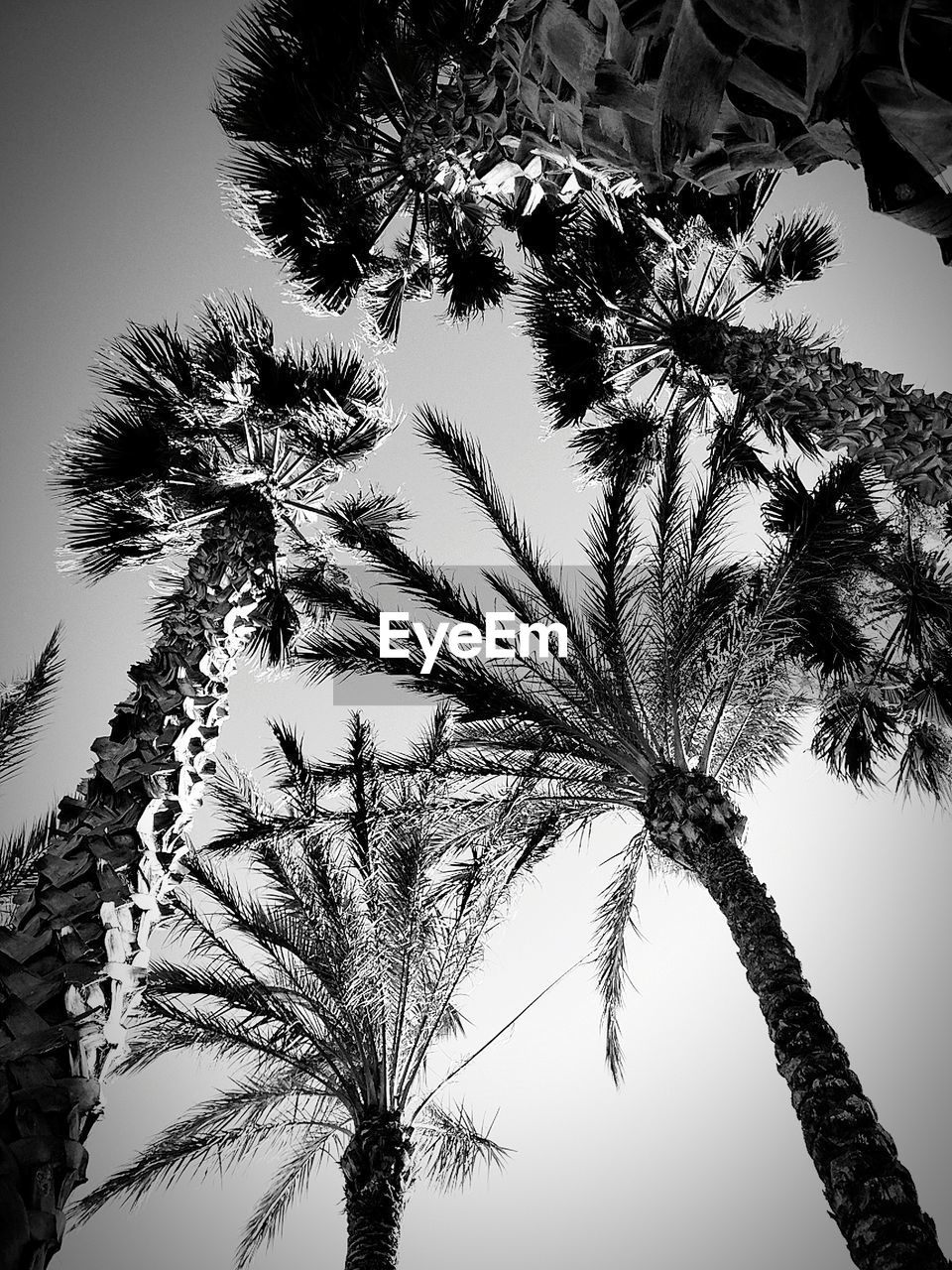 LOW ANGLE VIEW OF PALM TREE AGAINST SKY