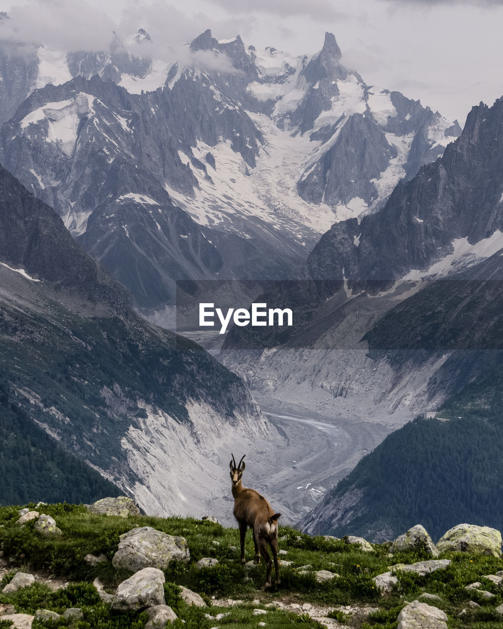 VIEW OF SHEEP ON SNOW