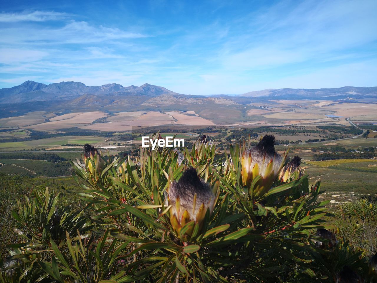 VIEW OF SHEEP ON LAND