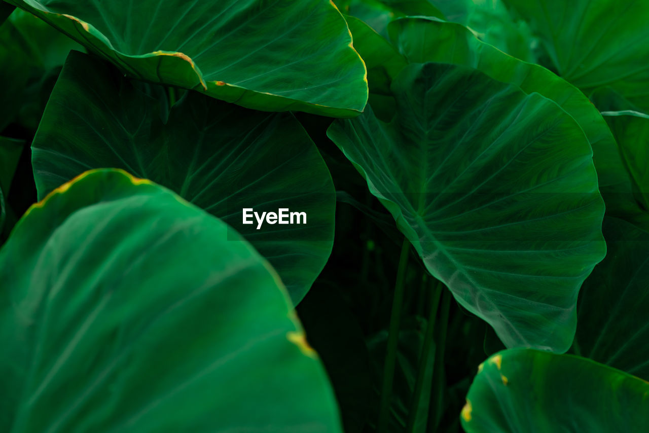 Green leaves of elephant ear in jungle. green leaf texture with minimal pattern. green leaves.