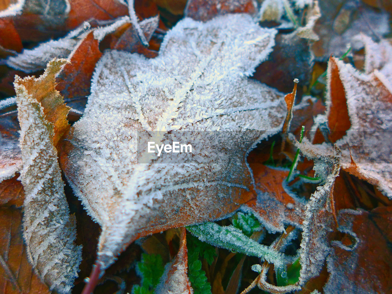 CLOSE-UP OF MAPLE LEAVES ON SNOW