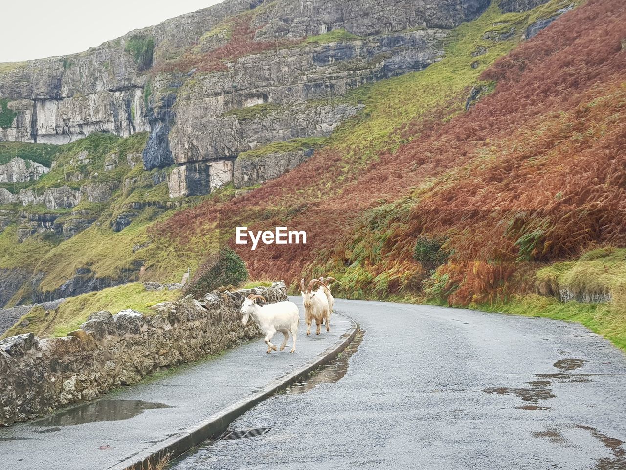 CAT WALKING ON ROAD AMIDST MOUNTAIN