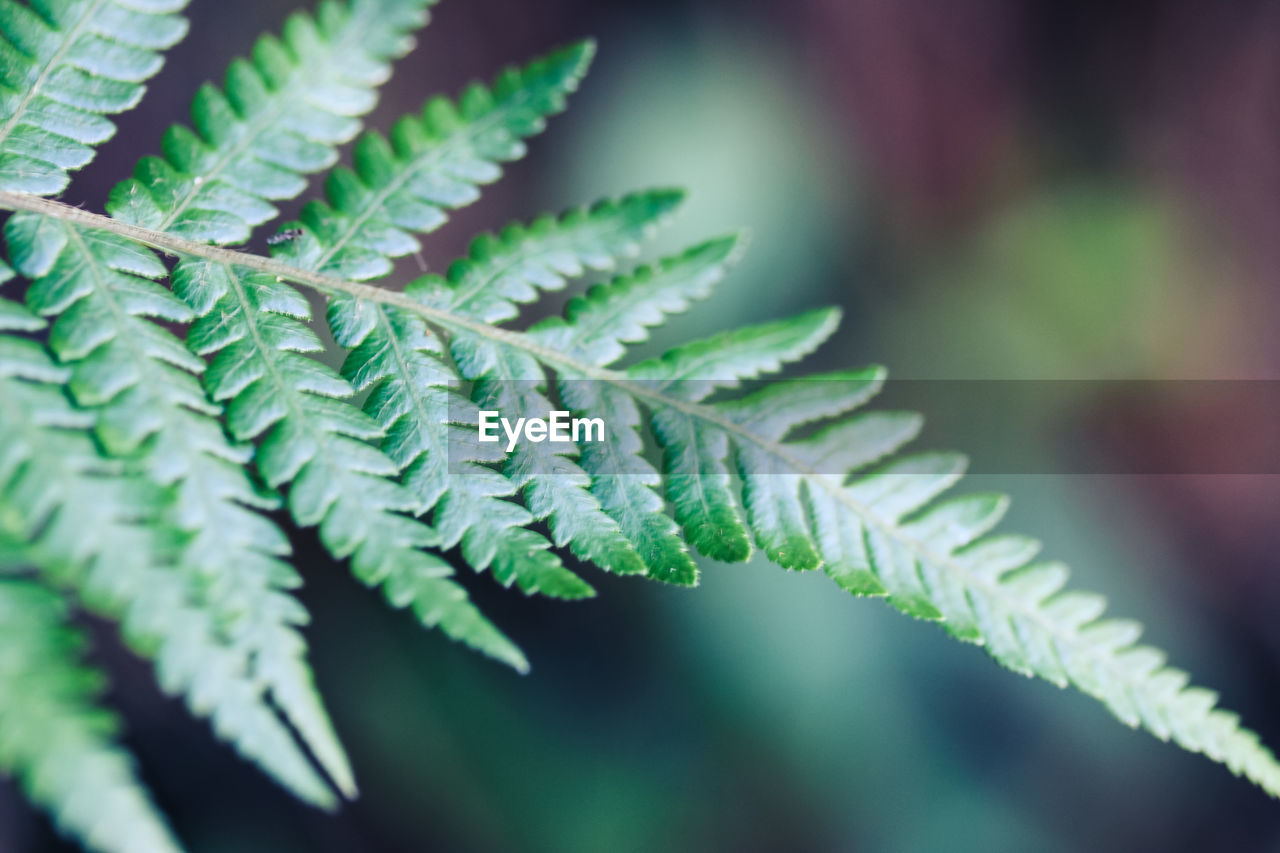 Close-up of fern leaves