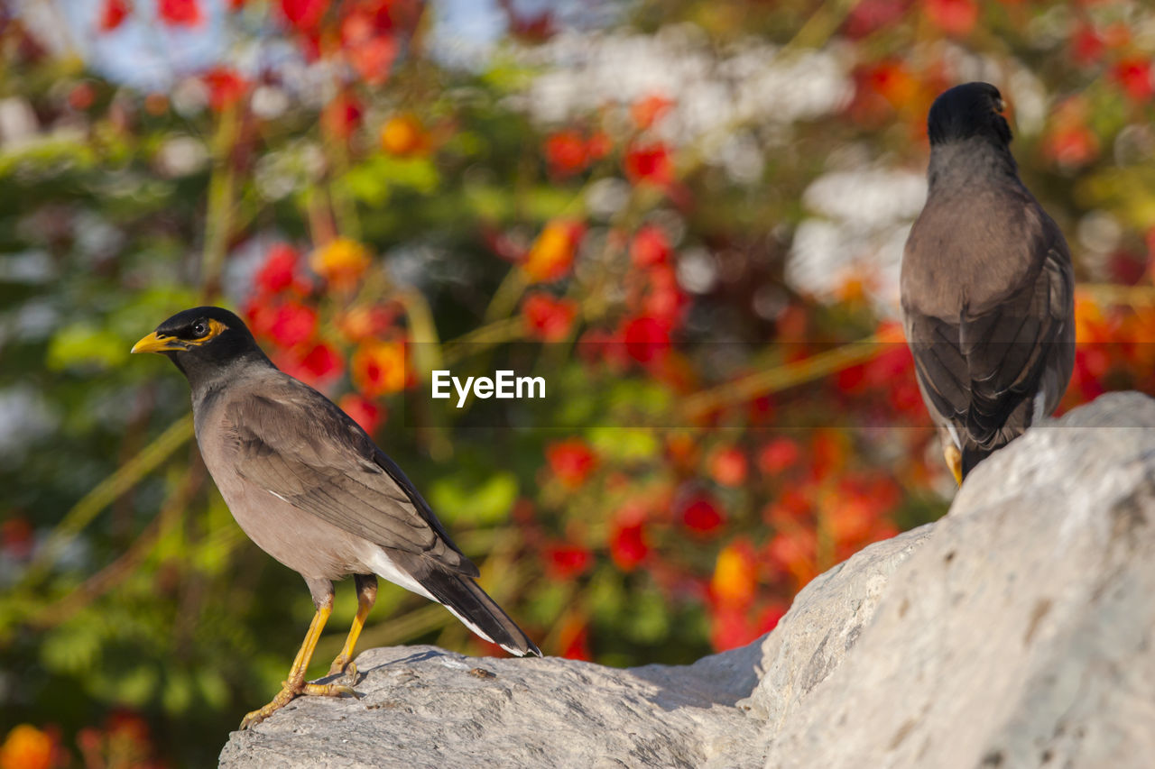 TWO BIRDS PERCHING ON ROCK