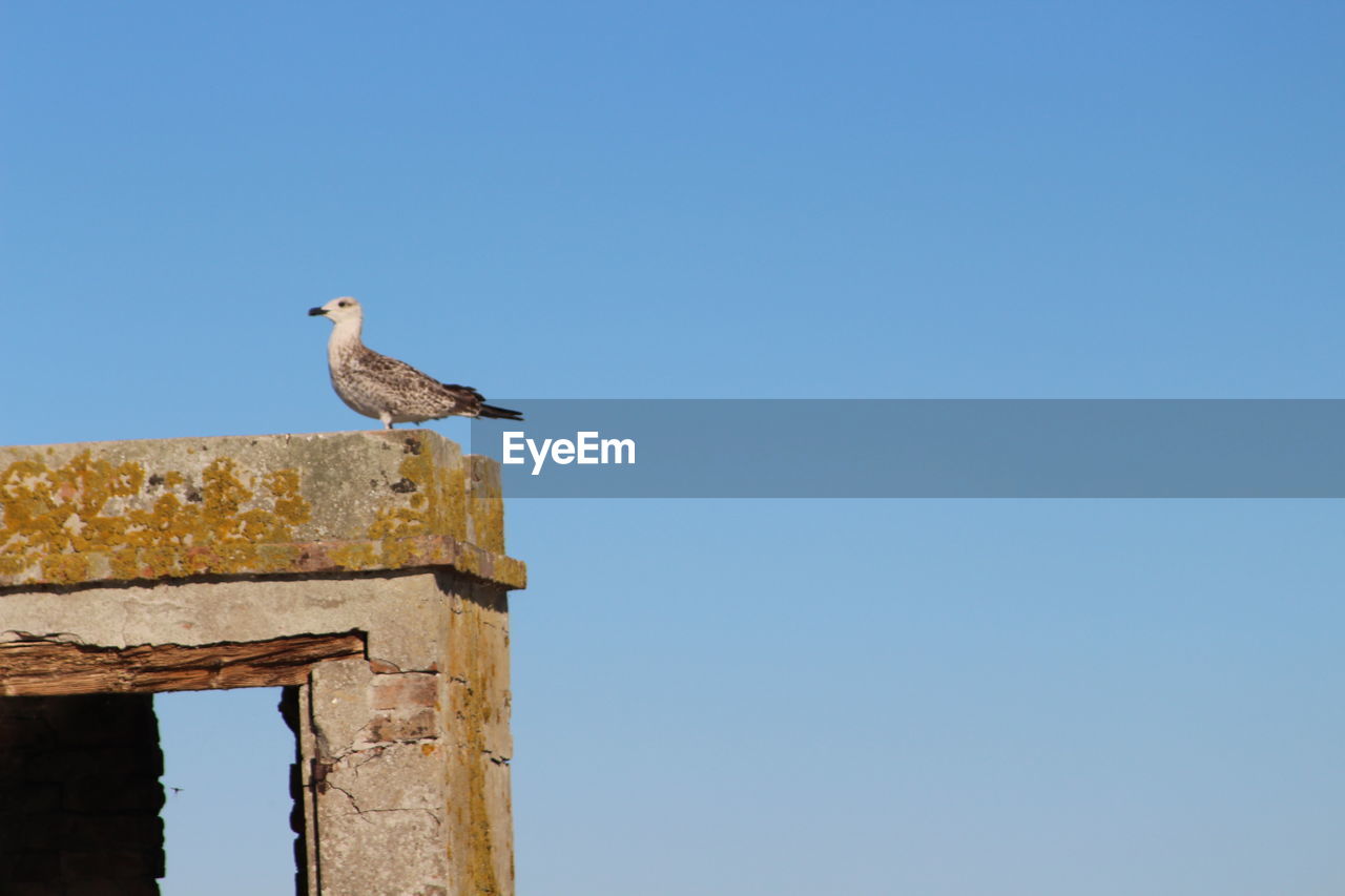 Low angle view of bird perching against clear blue sky