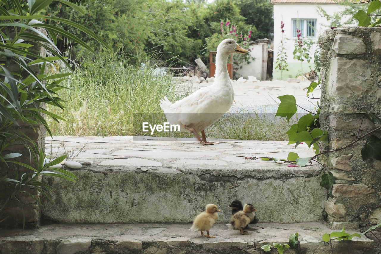 VIEW OF BIRDS IN THE PARK