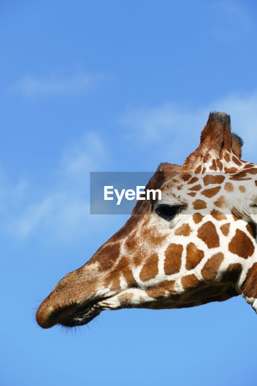 View of giraffe's head against clear blue sky