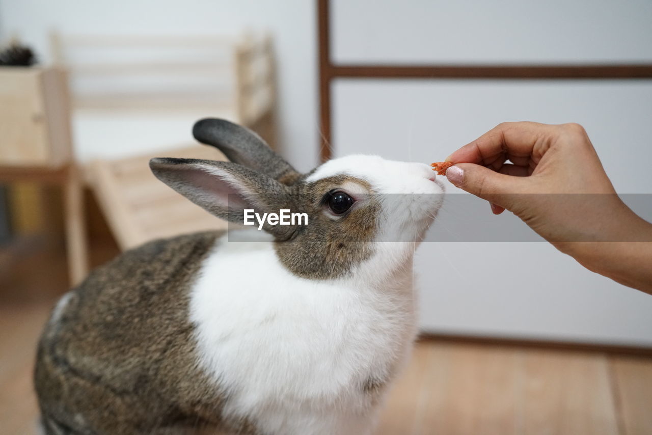 Close-up of hand feeding animal