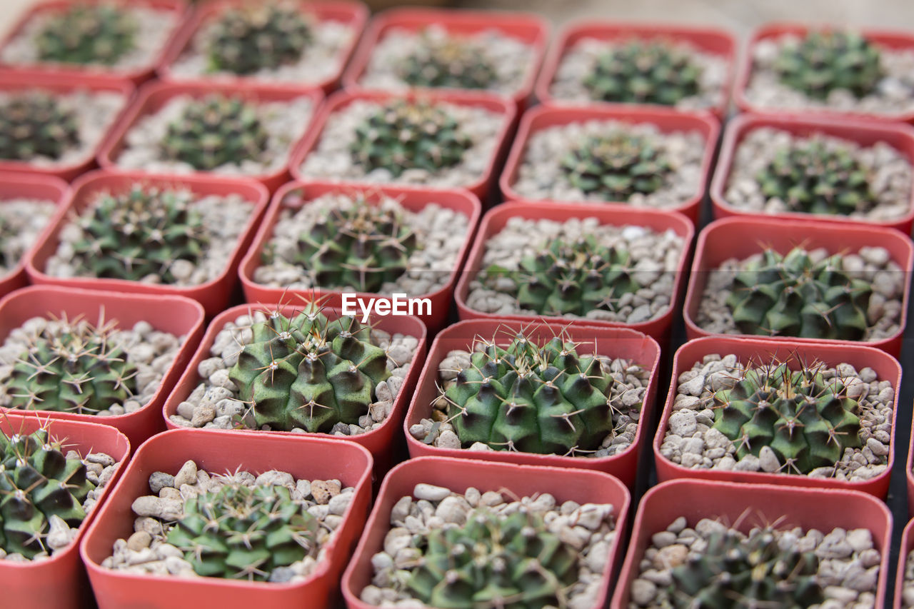 HIGH ANGLE VIEW OF PLANTS IN MARKET