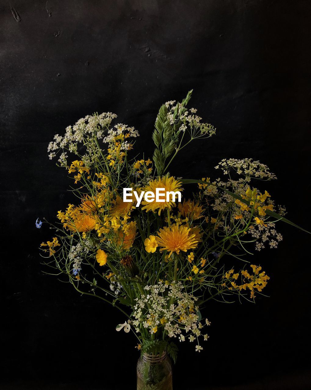 Close-up of yellow flowering plant against black background