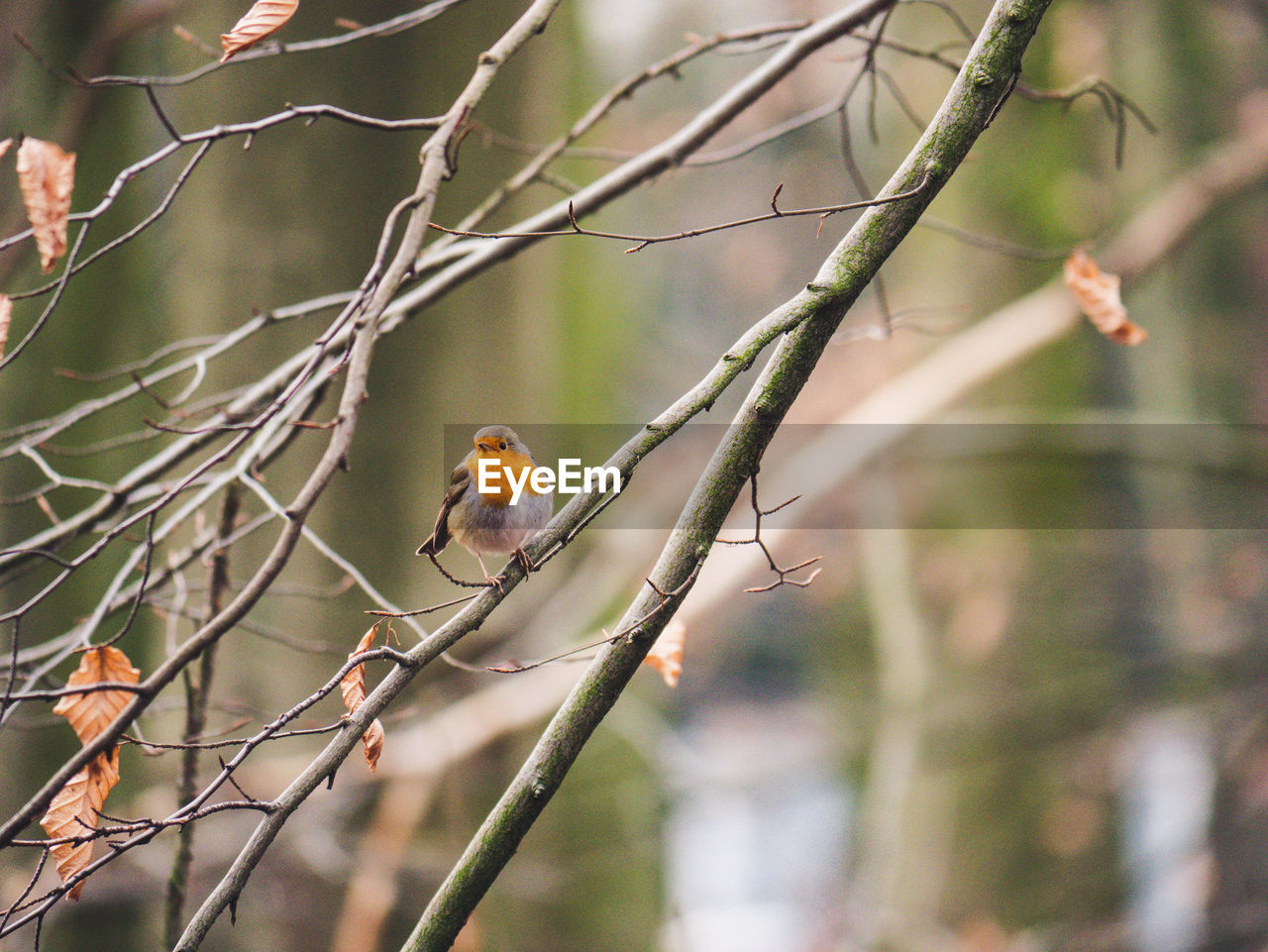 Bird perching on a branch