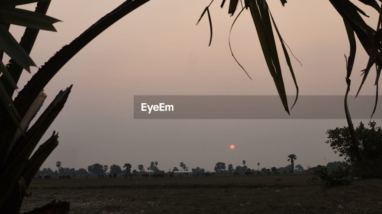 SCENIC VIEW OF FIELD AGAINST CLEAR SKY