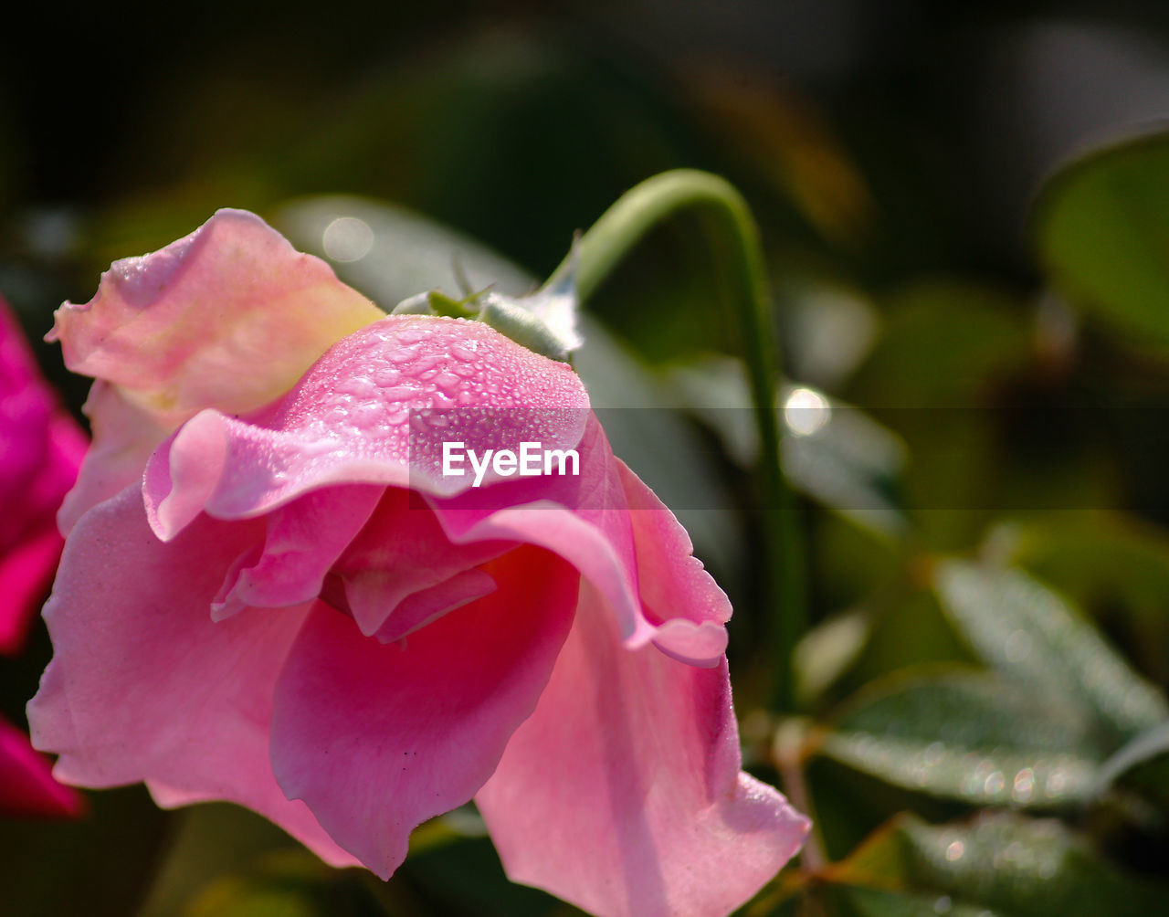 Close-up of pink rose