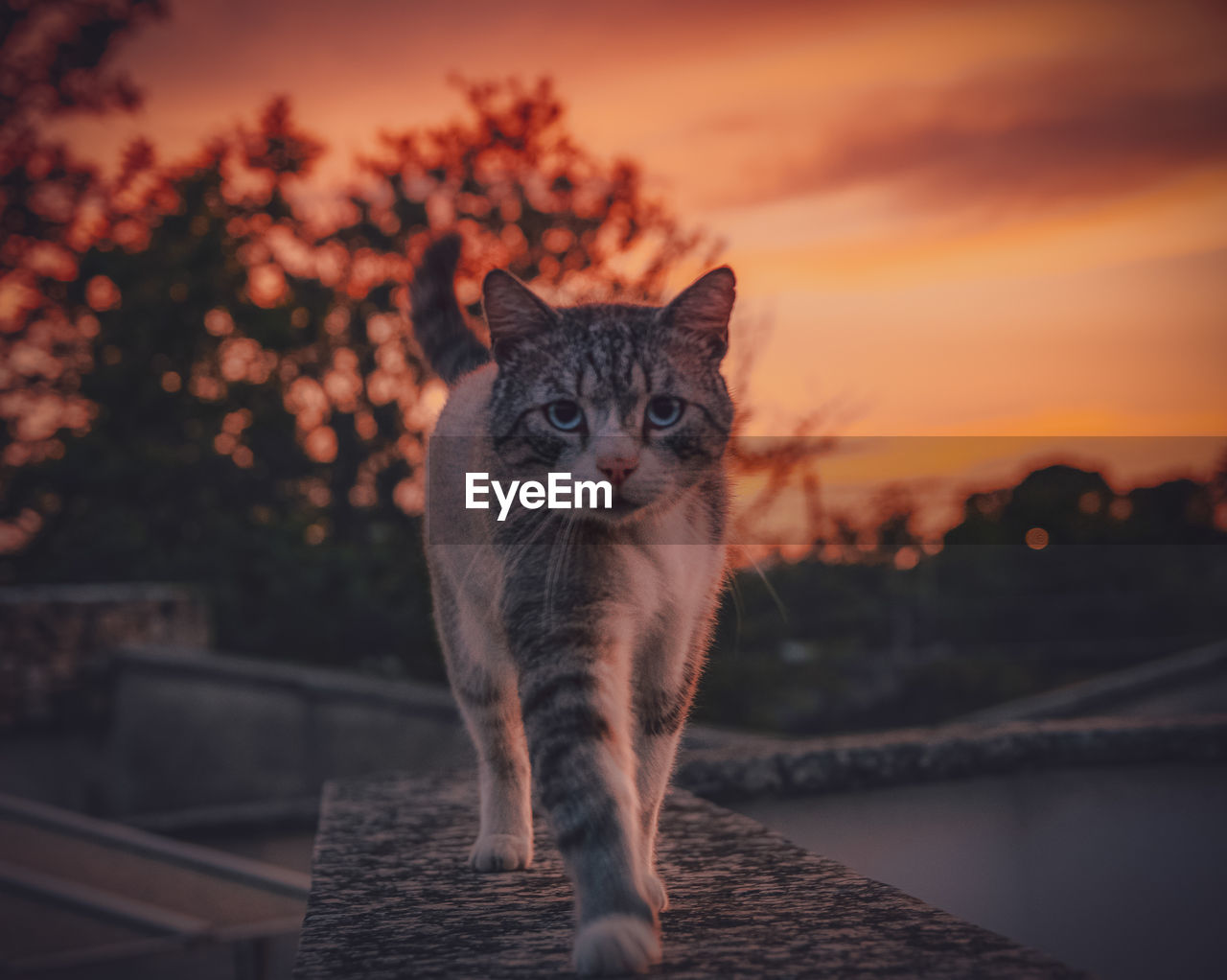 PORTRAIT OF CAT AGAINST ORANGE SKY