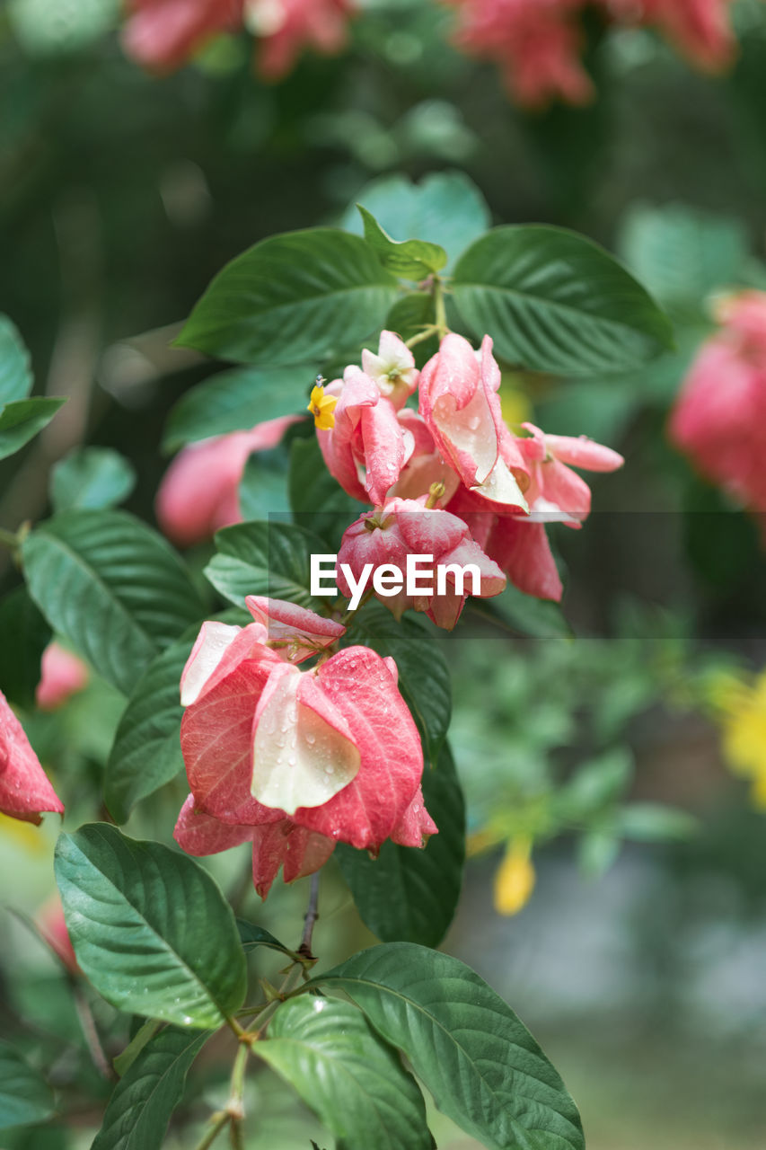 Close-up of pink flowering plant