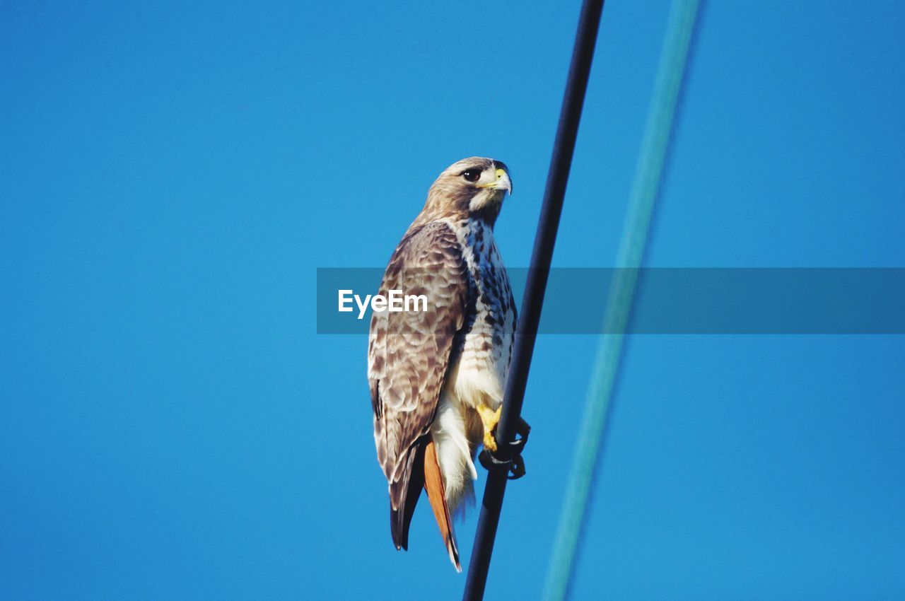 Low angle view of eagle perching on the blue sky