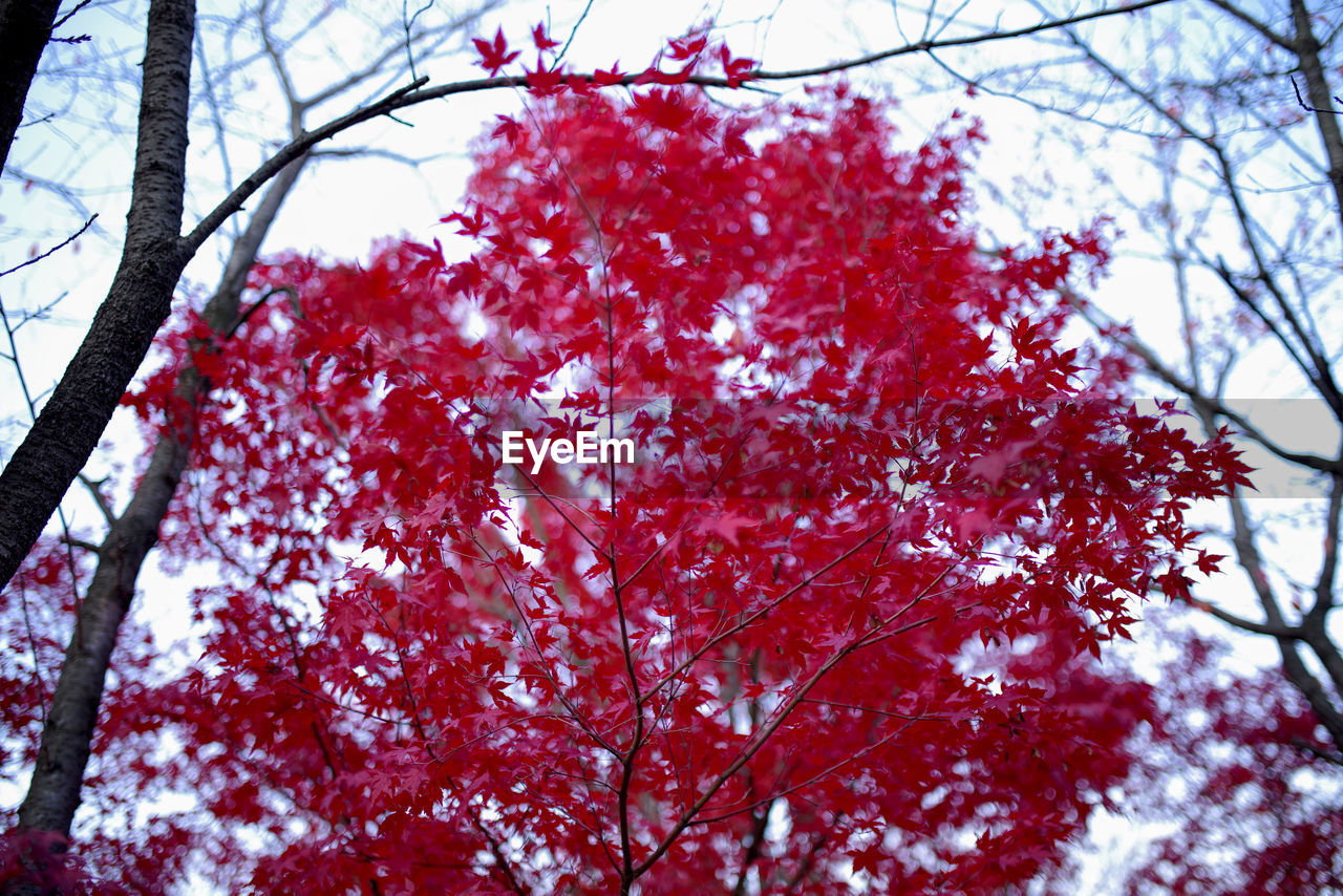 CLOSE-UP OF CHERRY BLOSSOM TREE