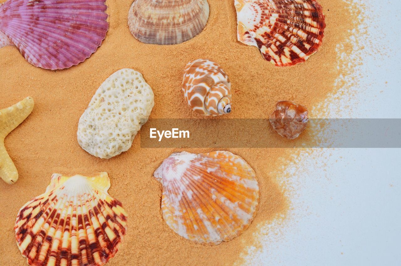 High angle view of various seashells and sand on white background