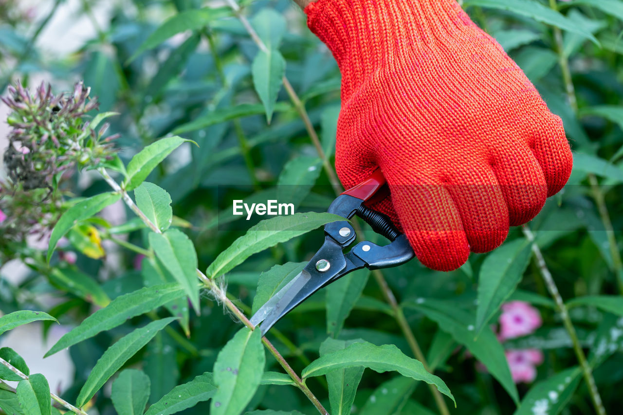 Gardener in red gloves makes pruning with pruning shears faded phlox flowers