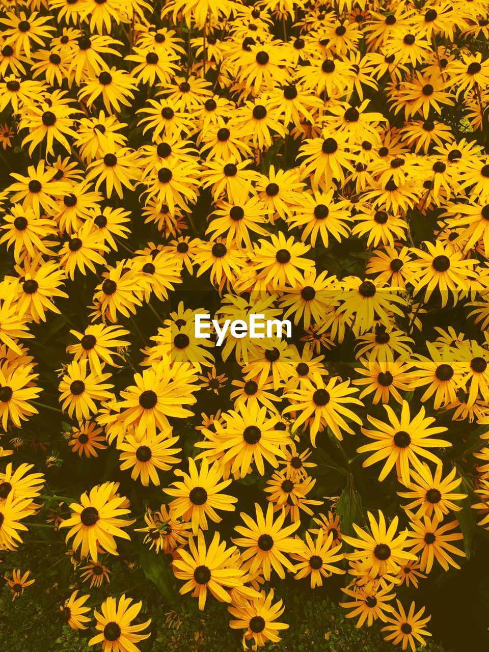 Close-up of yellow flowers