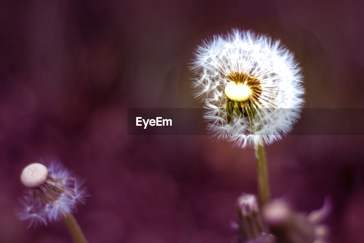 Close-up of dandelion flower