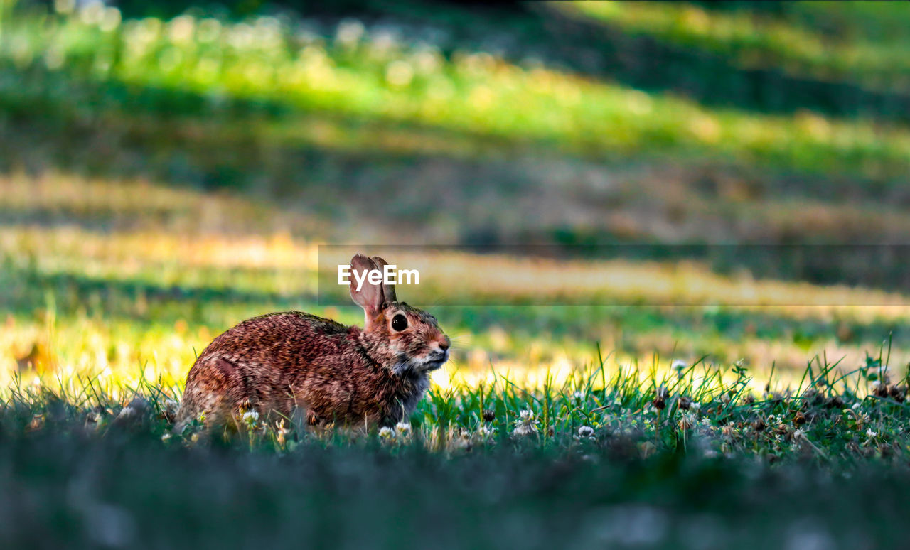 Side view of rabbit sitting on grassy field