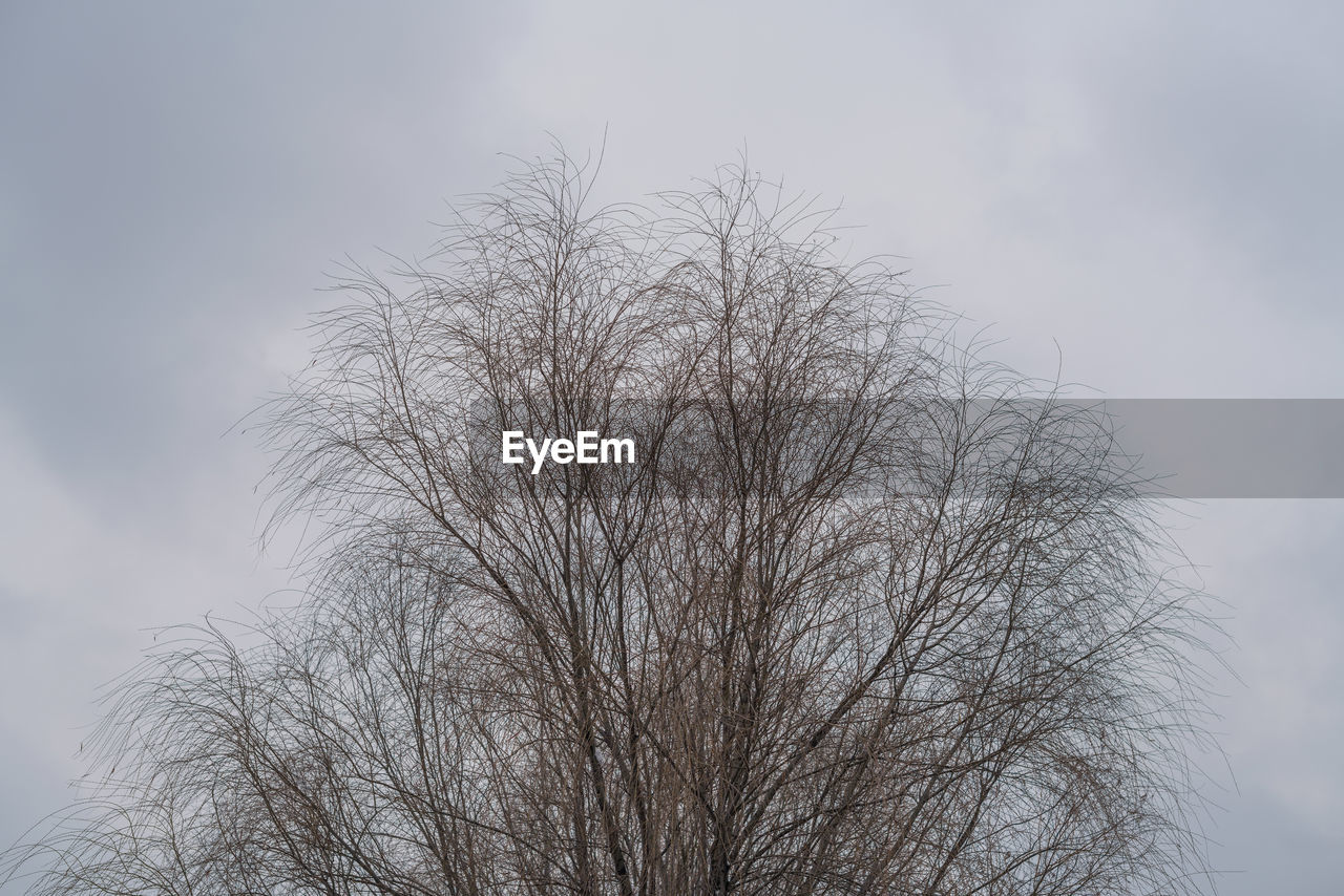 LOW ANGLE VIEW OF BARE TREE AGAINST SKY