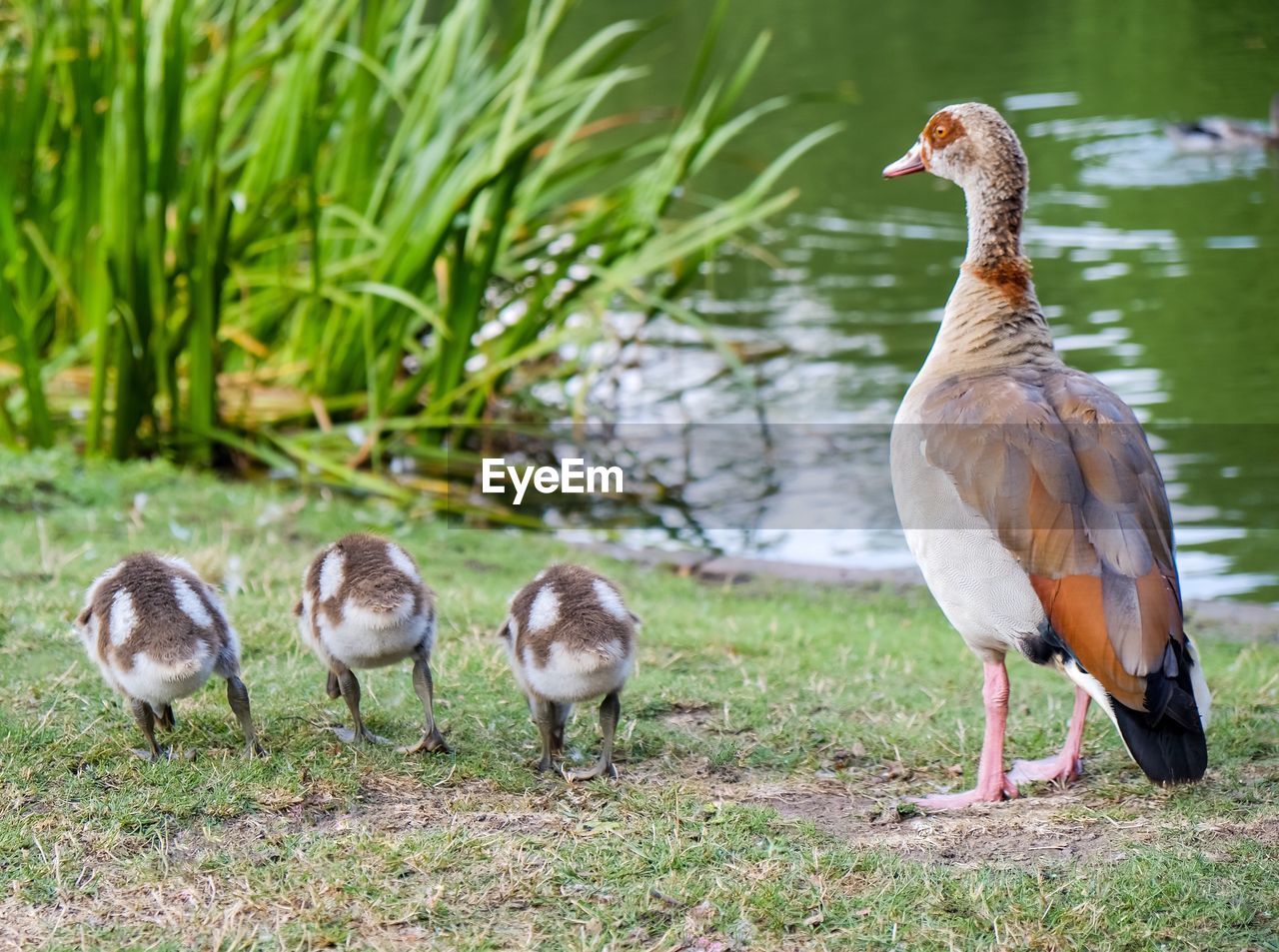 DUCKS ON FIELD