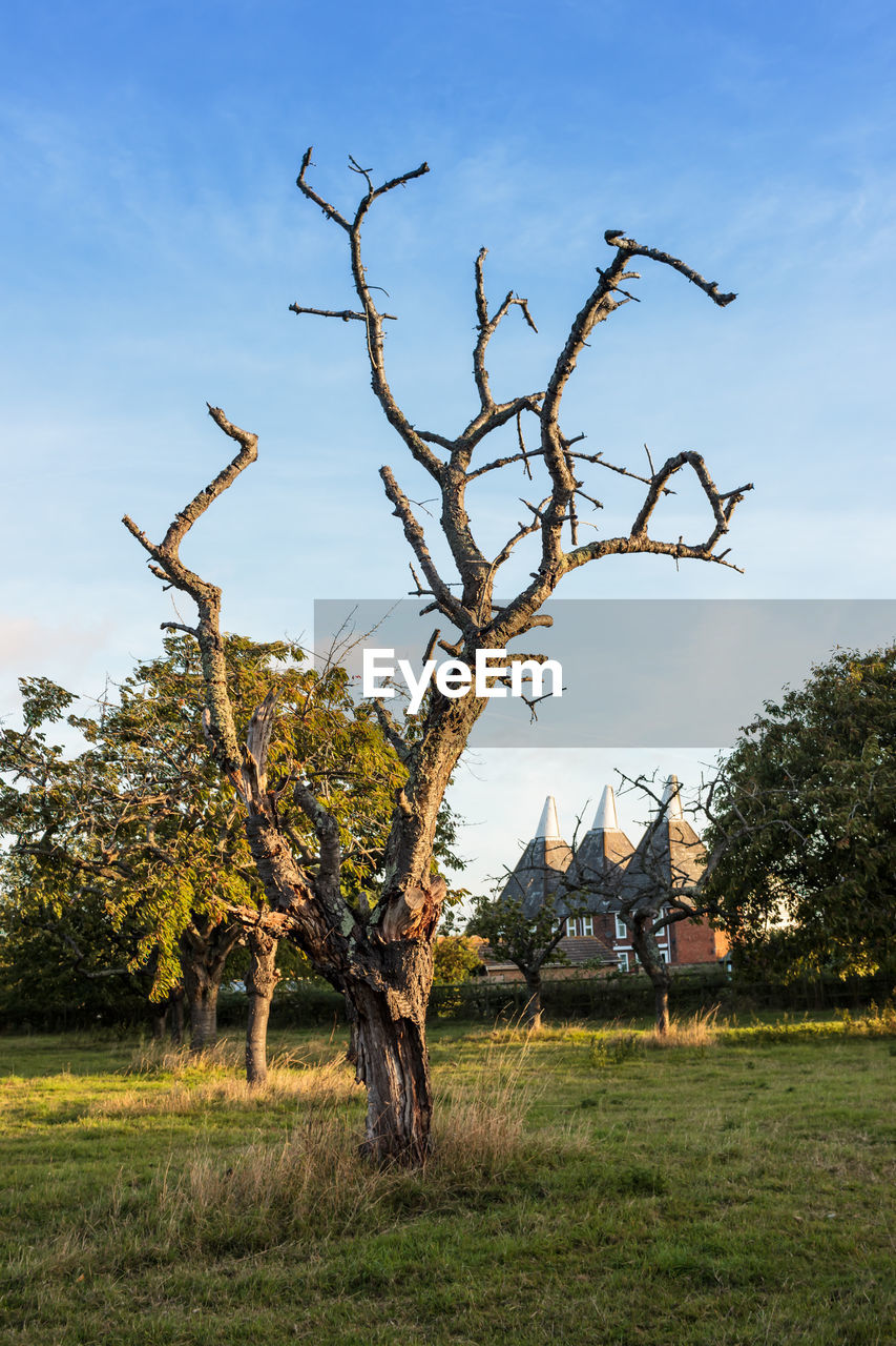 BARE TREE IN FIELD