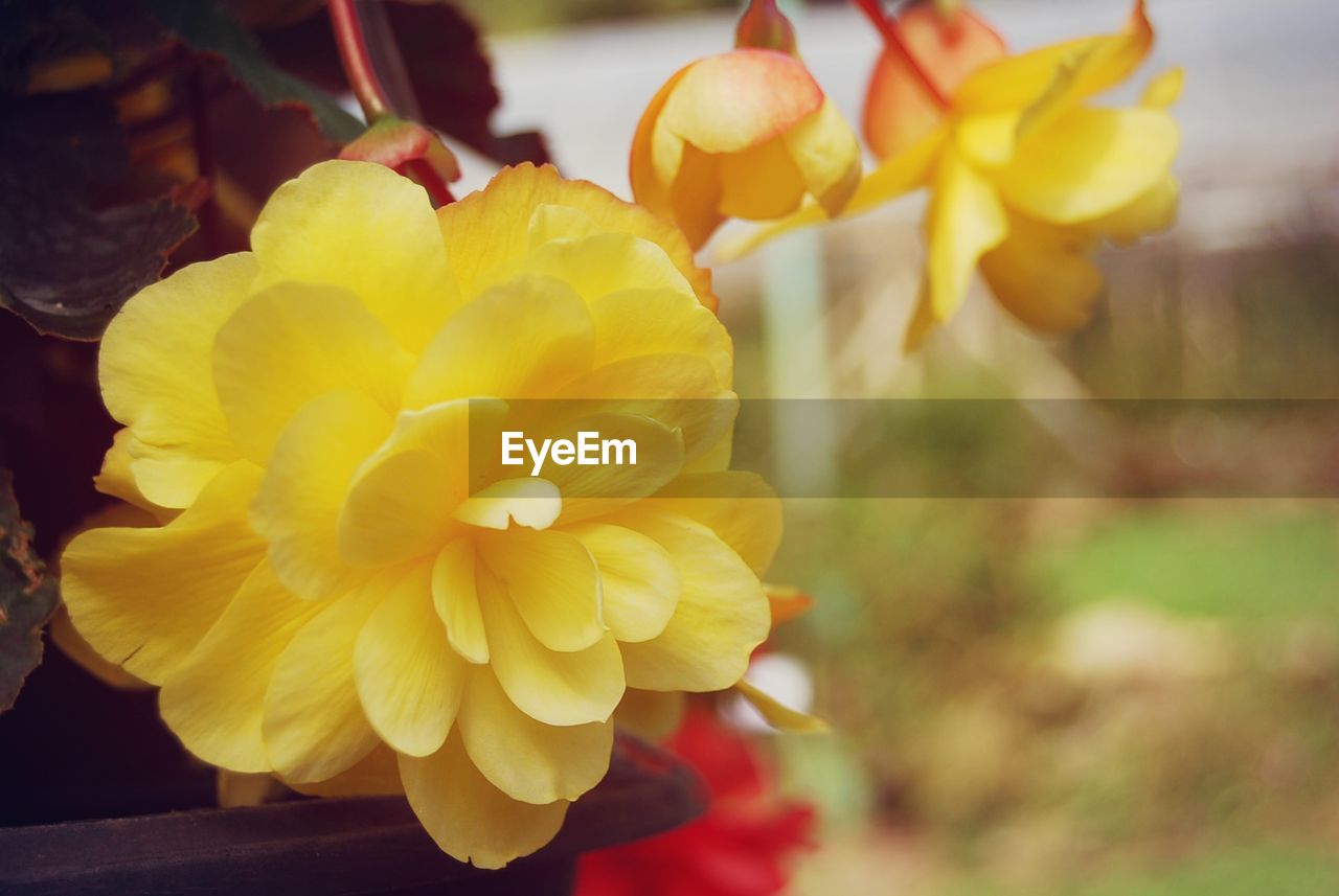 CLOSE-UP OF YELLOW FLOWERS BLOOMING