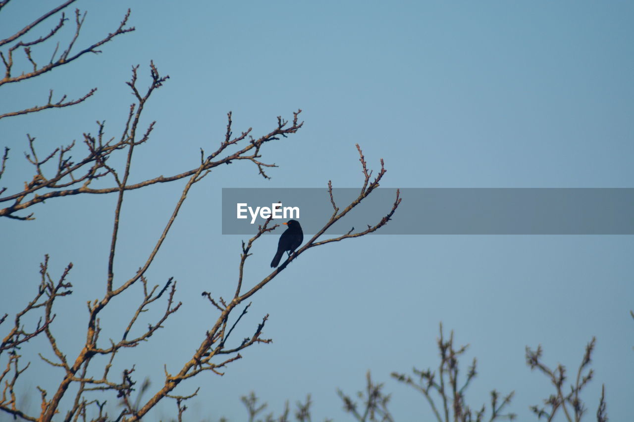 Low angle view of bird perching on bare tree against clear sky