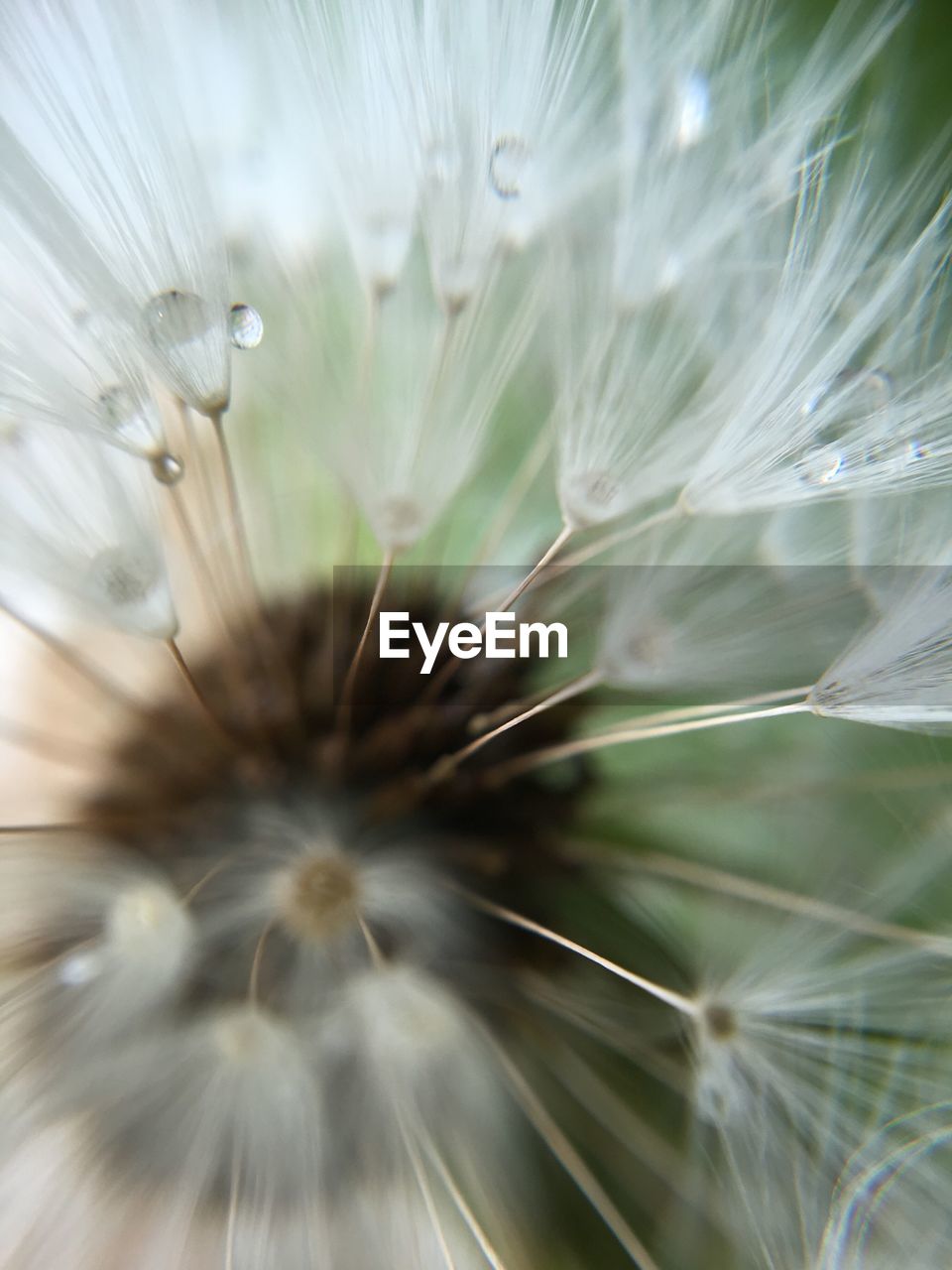 MACRO SHOT OF WHITE DANDELION FLOWER