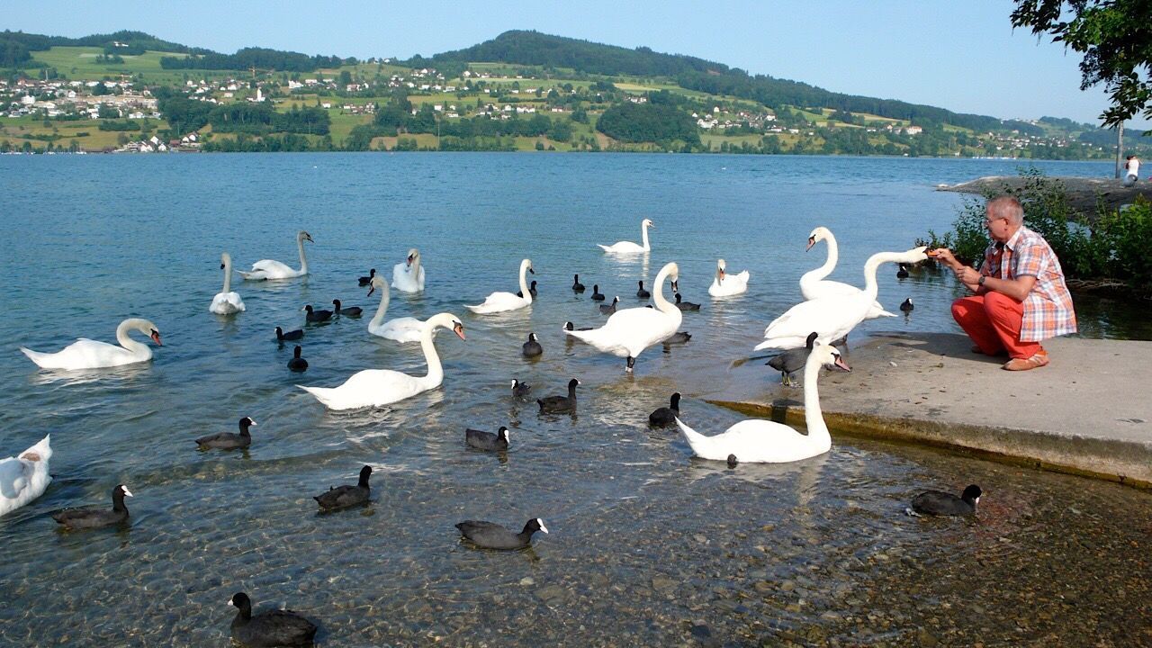 VIEW OF BIRDS IN WATER