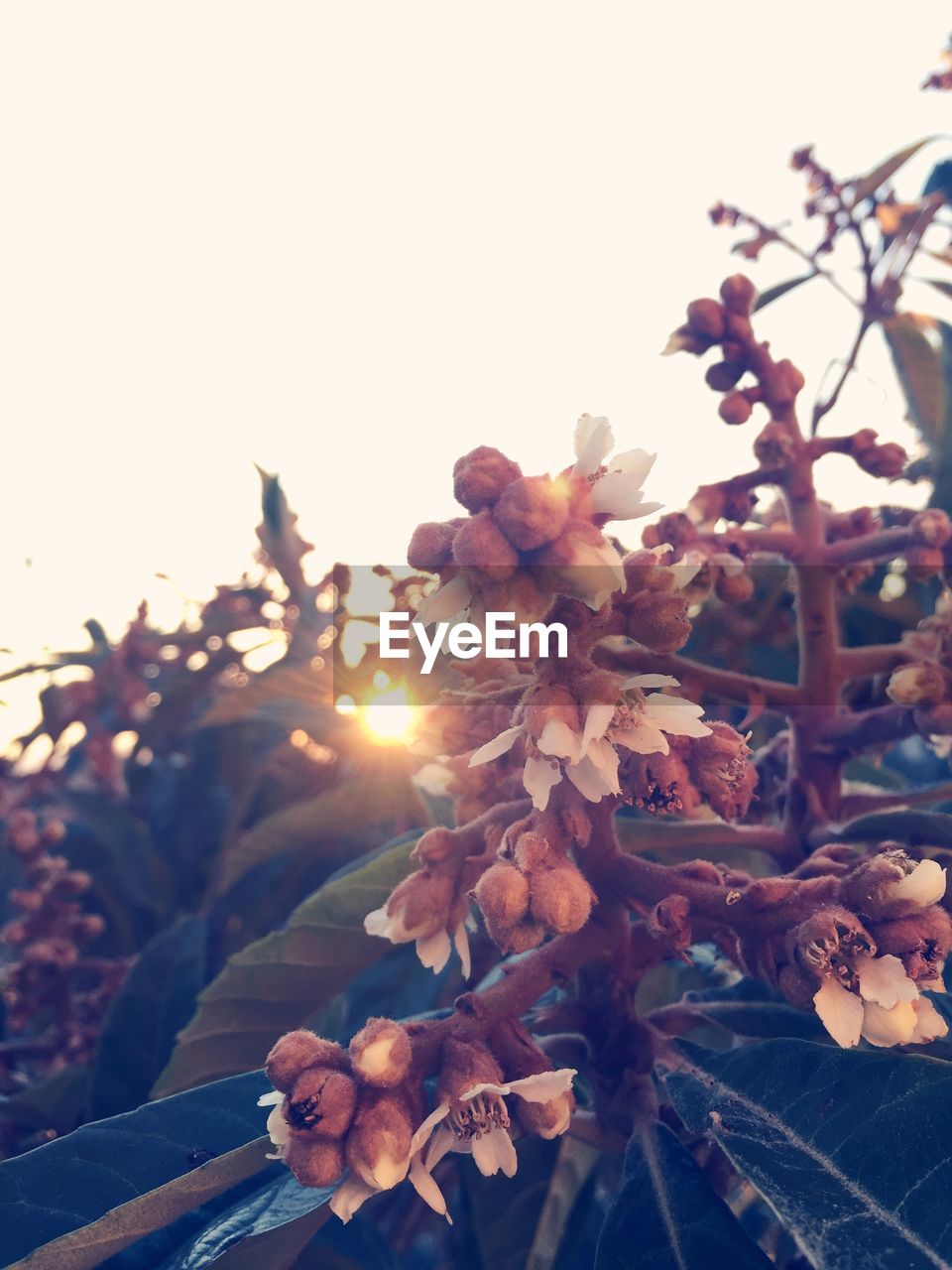 CLOSE-UP OF FLOWERS ON TREE