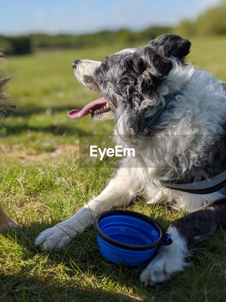 Dog looking away on field
