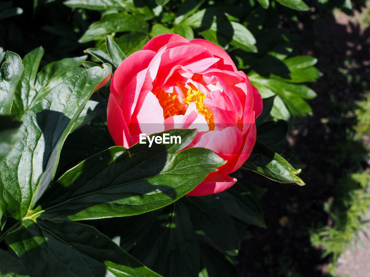 Close-up of pink rose flower