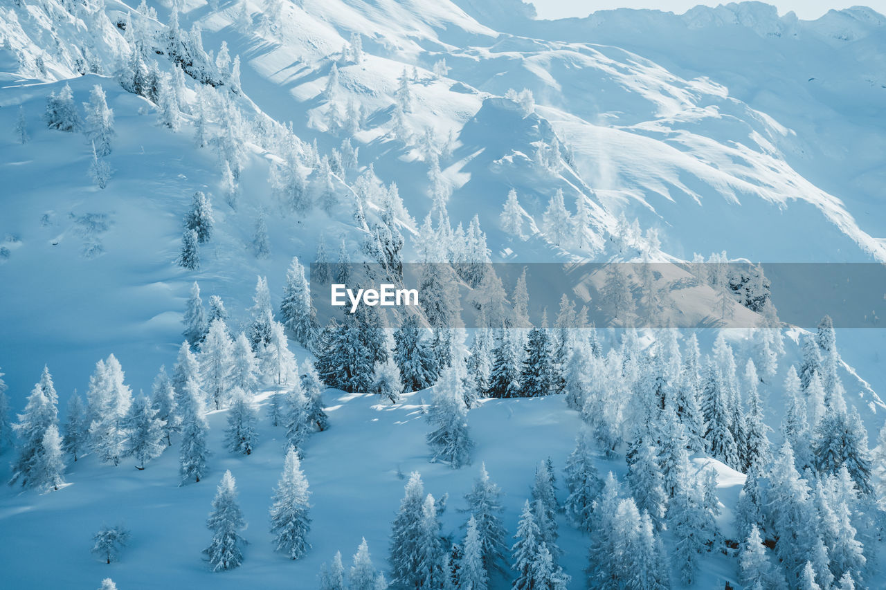 Snow covered trees in winter wonderland landscape, gastein, salzburg, austria