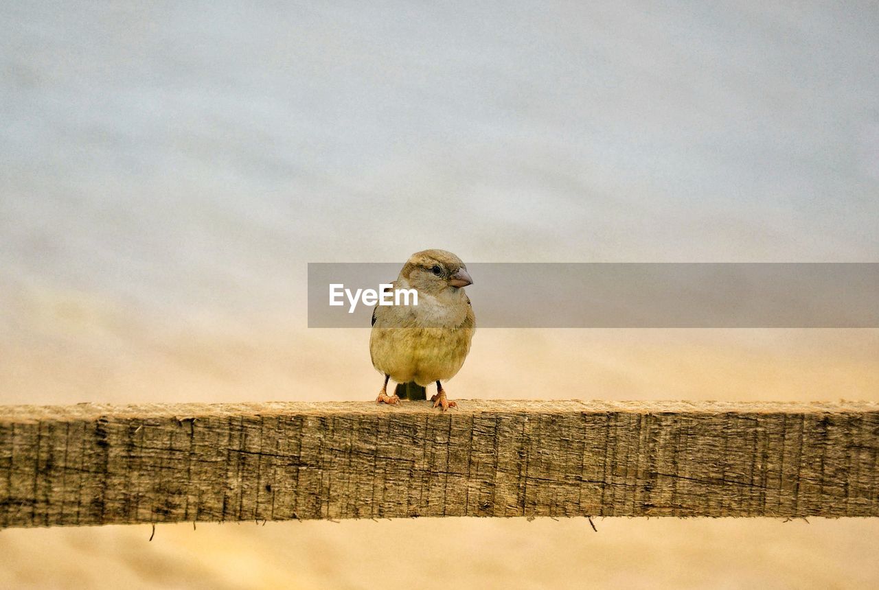 Low angle view of bird perching on wood against sky