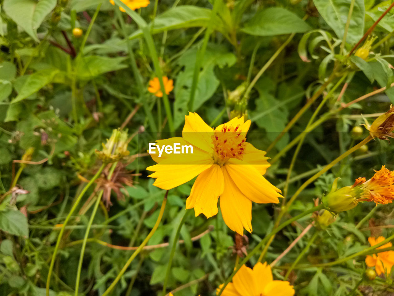 CLOSE-UP OF YELLOW FLOWER