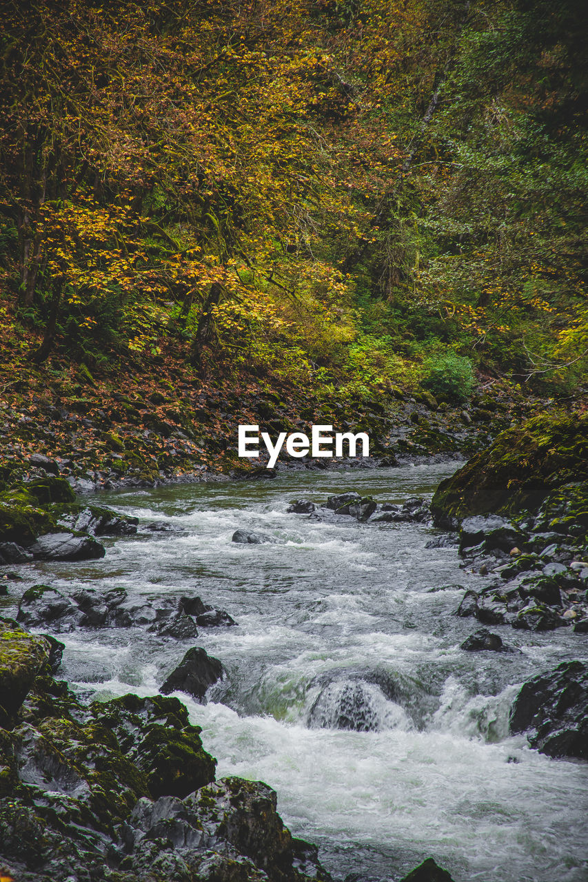 Scenic view of stream flowing in forest