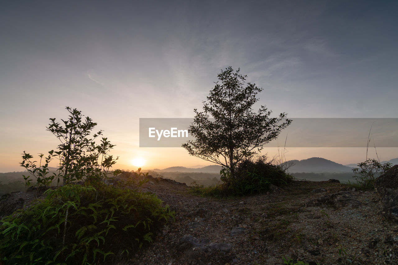 sky, nature, landscape, plant, environment, sunset, hill, scenics - nature, beauty in nature, tree, land, cloud, tranquility, wilderness, sun, sunlight, no people, horizon, natural environment, tranquil scene, non-urban scene, dawn, twilight, grass, outdoors, dramatic sky, rural area, rural scene, travel, evening, sunbeam, field, back lit, silhouette, pinaceae, travel destinations, forest, idyllic