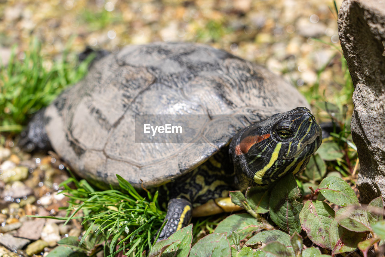 close-up of tortoise on field