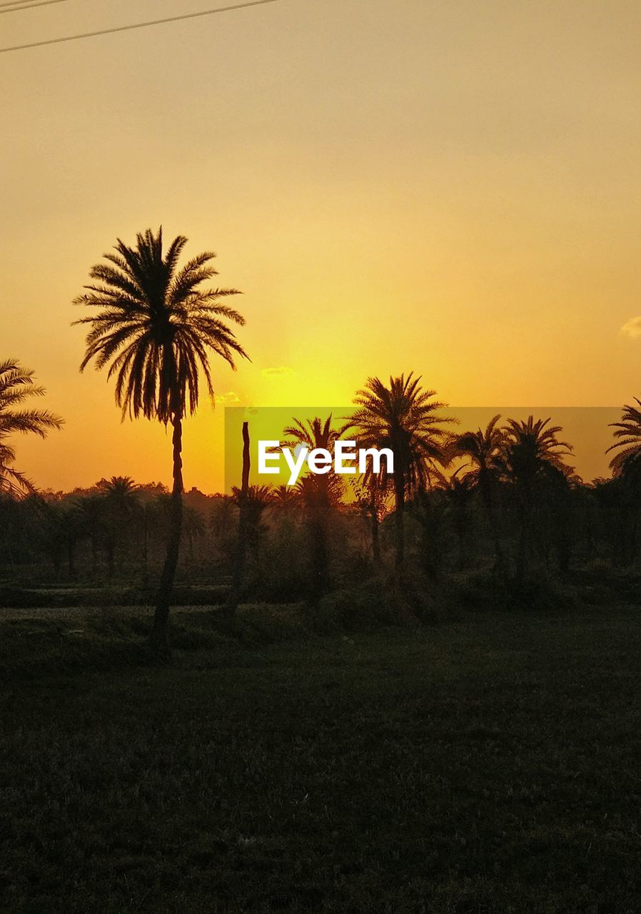 SILHOUETTE PALM TREES ON FIELD AGAINST ORANGE SKY