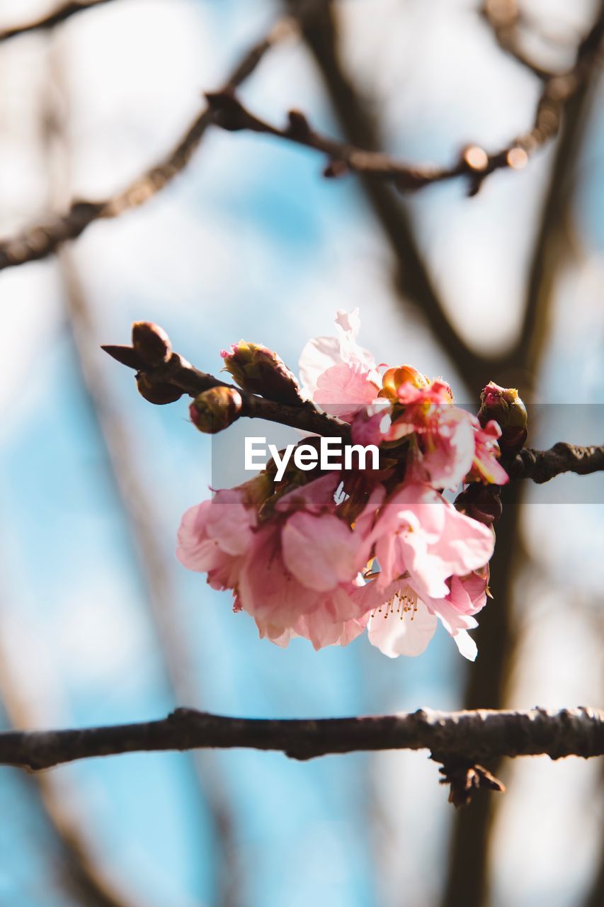 CLOSE-UP OF PINK CHERRY BLOSSOMS ON BRANCH