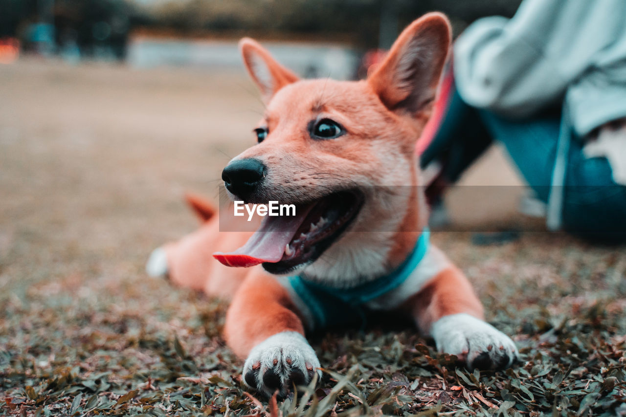 Close-up of dog looking away on field