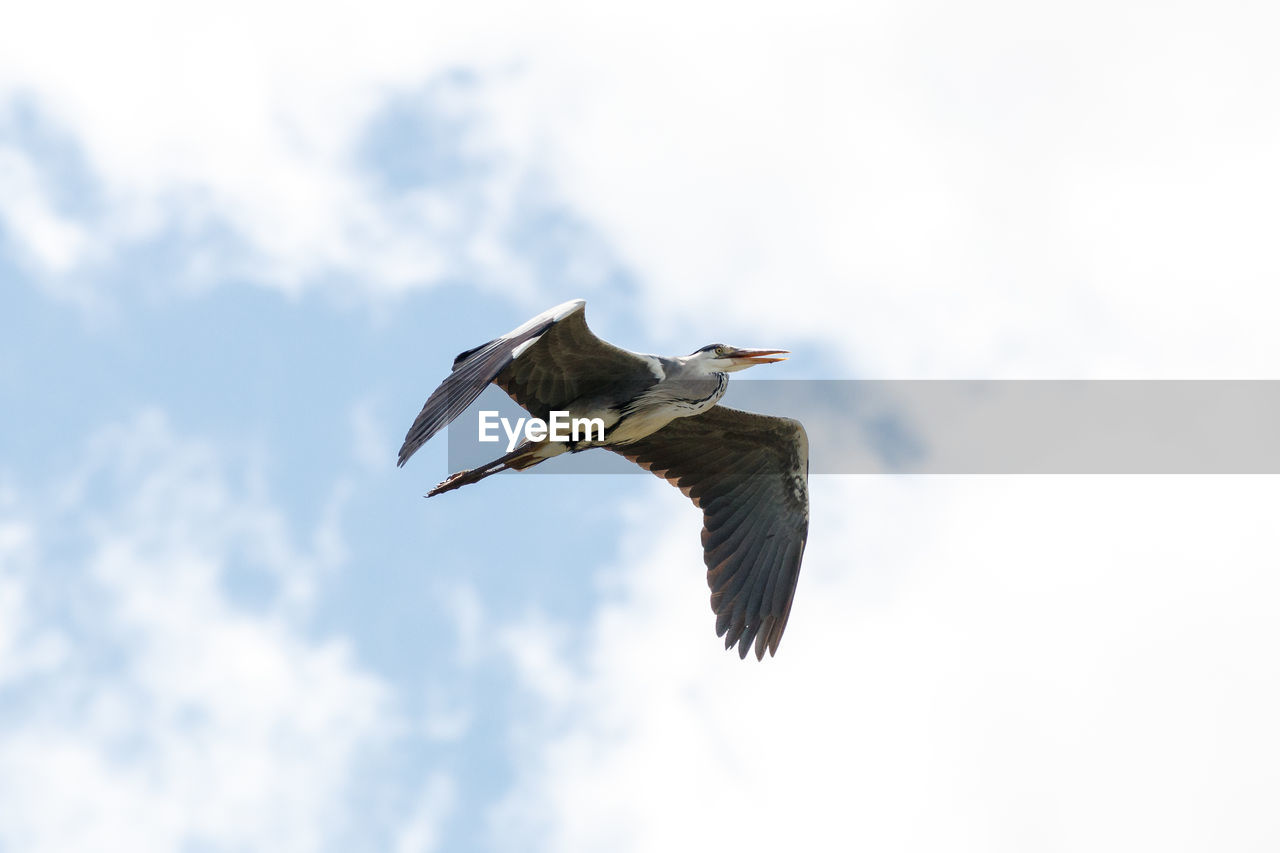 LOW ANGLE VIEW OF BIRD FLYING