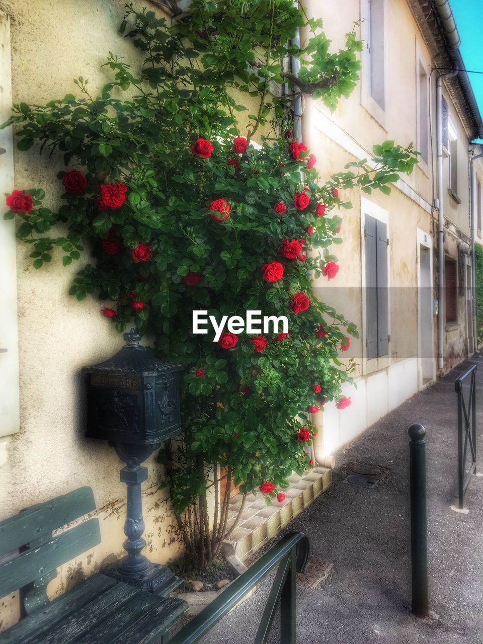 PLANTS GROWING ON BUILDING