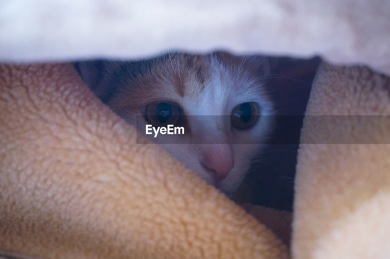 Close-up of cat hiding under blanket